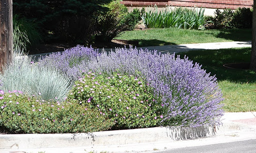 landscape plants | sustainable HOA community